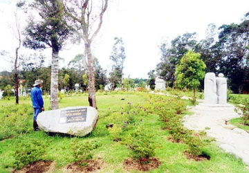 Ươm hoa dại phủ kín khu đồi Đà Lạt ảnh 1