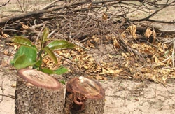 Những gốc cây bị triệt phá vô tội vạ. Những gốc cây bị triệt phá vô tội vạ.