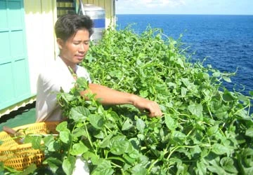 Những mảnh vườn treo giữa trùng khơi ảnh 4