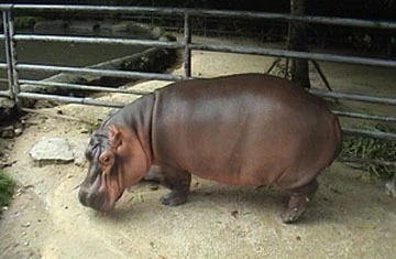 Nặng "tình" với chủ, hà mã không muốn tự do ảnh 1