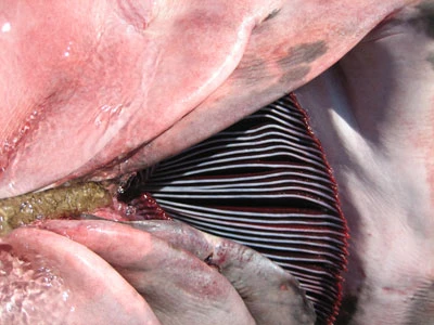 Phú Yên: Bắt được cá mập dài 5m ảnh 7