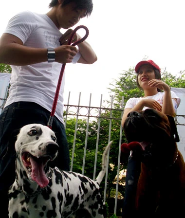 Thi "hoa hậu chó" ảnh 6