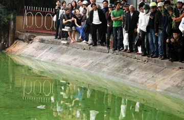 Cụ Rùa lại nổi khi trời hửng nắng ảnh 2