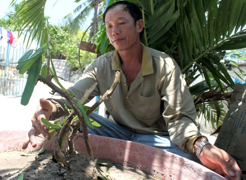 Chưa định danh được “cây thuốc lạ” ảnh 1