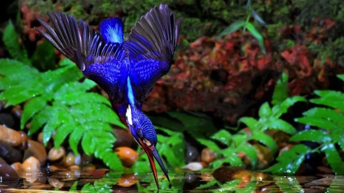 Bộ ảnh chim bói cá săn mồi độc đáo ảnh 1