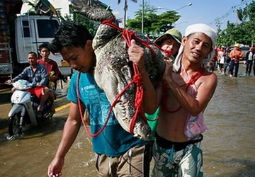 "Lũ lụt ở Thái Lan, 100 con cá sấu sổng chuồng" ảnh 1