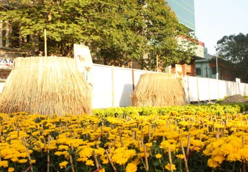 Chụp ảnh tết ở đường hoa Nguyễn Huệ ảnh 2