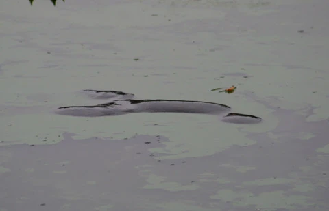 Cụ rùa Hồ Gươm lần thứ 3 nổi "khai xuân" Canh Dần ảnh 4