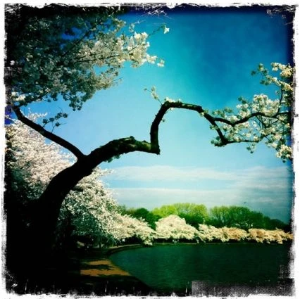 Những bức ảnh chuyển mùa đẹp ấn tượng chụp bằng iPhone ảnh 2