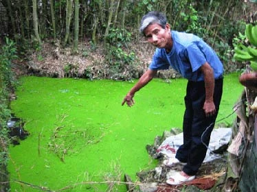 Bố mẹ lơ là, con rơi xuống ao thiệt mạng ảnh 1