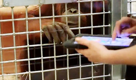 Đười ươi xài iPad ảnh 1