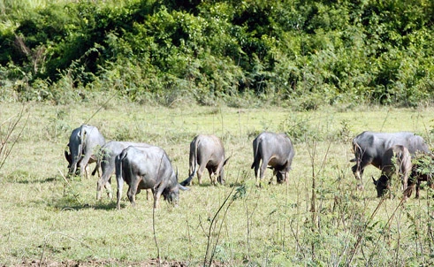 Thung lũng “trời đánh” bên sông La Ngà ảnh 1