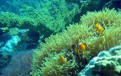 Download bộ hình nền chủ đề “Cuộc sống đại dương” ảnh 1