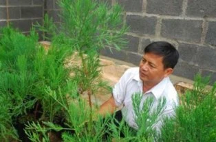 Nhân giống thành công cây thủy tùng ảnh 1