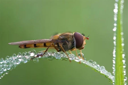 Ấn tượng về sự tinh khiết qua bộ ảnh chụp sương sớm ảnh 15