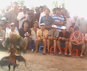 Những trường gà cực lớn tại Long An - Bài 3: Trường gà vùng giáp ranh ảnh 1