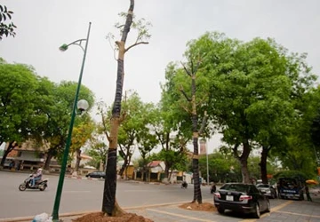 Hô biến cây ở vỉa hè ảnh 1 Hô biến cây ở vỉa hè ảnh 1