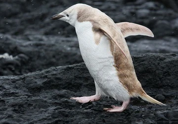 Phát hiện chim cánh cụt màu trắng ảnh 1