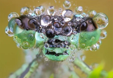 Ấn tượng về sự tinh khiết qua bộ ảnh chụp sương sớm ảnh 22