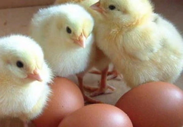 Đã chứng minh "con gà có trước, quả trứng có sau" ảnh 1