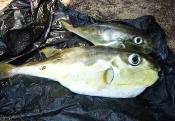 Nhậu cá nóc, 1 người chết, 1 người nguy kịch ảnh 1