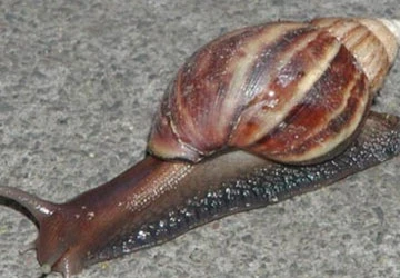 Ăn ốc sên: Hiểm họa chết người ảnh 2