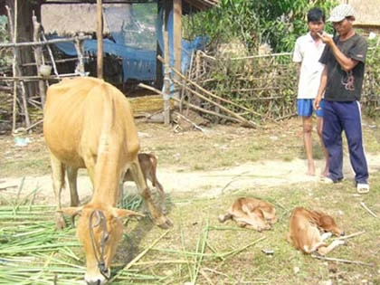 Lạ lùng bò sinh ba ảnh 1