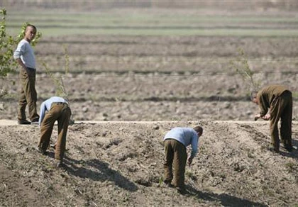 Binh sỹ Triều Tiên được lệnh bỏ súng về đi cấy ảnh 1 Binh sỹ Triều Tiên được lệnh bỏ súng về đi cấy ảnh 1