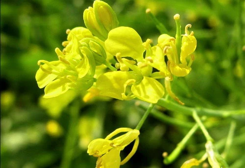 Hoa nắng ảnh 1 Hoa nắng ảnh 1