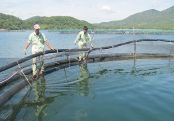 DN kêu cứu vì cá tầm nhập lậu ảnh 1