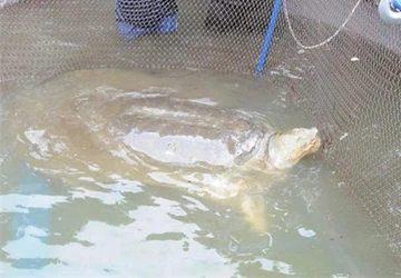 Nắng nóng trên 30 độ có thể khiến cụ rùa bị "sốc" ảnh 1