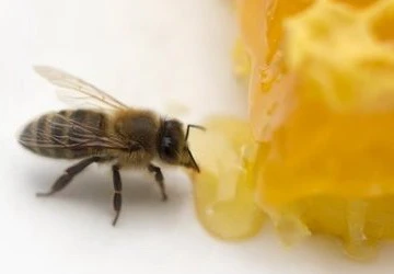 Những điều cần lưu ý khi cho trẻ dùng mật ong ảnh 1