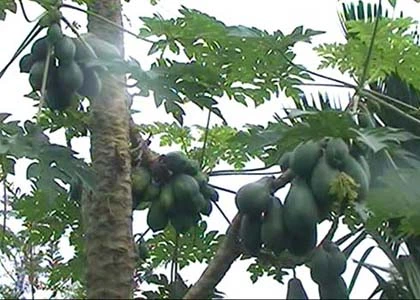 Cây đu đủ 7 nhánh "đẻ" hơn 100 trái ảnh 2 Cây đu đủ 7 nhánh "đẻ" hơn 100 trái ảnh 2