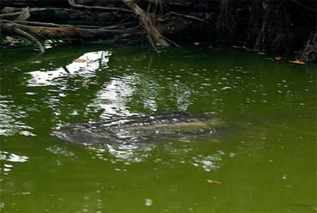 Cận cảnh cụ Rùa nổi trên hồ Gươm ảnh 9 Cận cảnh cụ Rùa nổi trên hồ Gươm ảnh 9