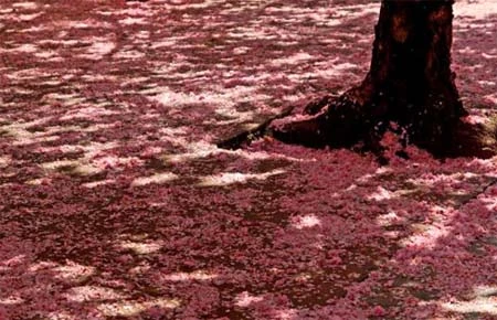 Chụp ảnh phong cảnh đẹp ảnh 2