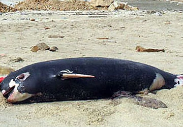 Mai táng con cá voi dạt vào bờ ảnh 1