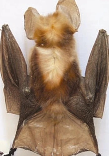 "Loài dơi bí ẩn" ở Việt Nam được giải mã ảnh 1