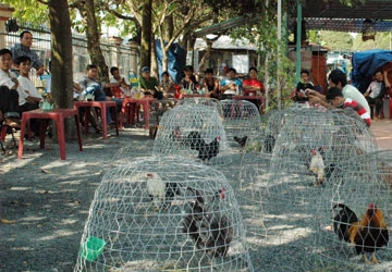 Bỏ phố về quê nuôi gà quý ảnh 1