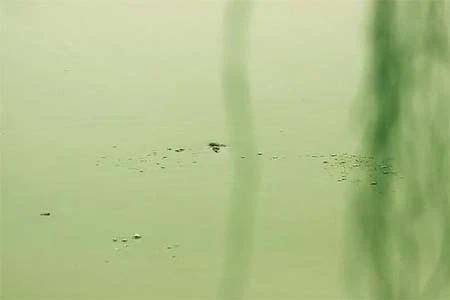 Cận cảnh cụ Rùa nổi trên hồ Gươm ảnh 11 Cận cảnh cụ Rùa nổi trên hồ Gươm ảnh 11