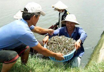 Chuyện con tôm: Áp lực từ một thông tư ảnh 1