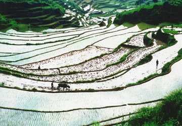 Cơ hội lớn để TQ thành “cá mập” lúa gạo ảnh 1 Cơ hội lớn để TQ thành “cá mập” lúa gạo ảnh 1