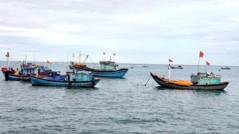 Nhạc sĩ Hồ Bắc - 40 năm sau "Bến cảng quê hương tôi" ảnh 2