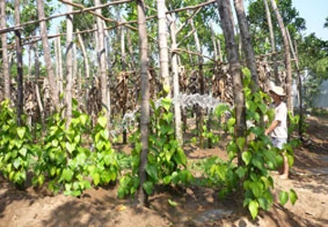 Vườn trầu bên sông Hậu ảnh 1