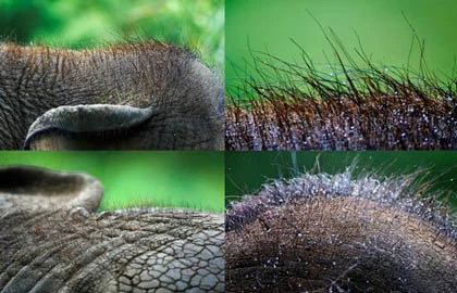 Phát hiện công dụng kỳ lạ của lông voi ảnh 2