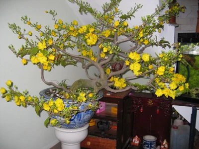 Mai vàng mấy độ xuân về ảnh 1