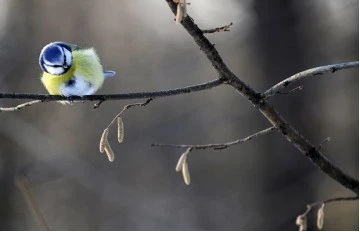 Những hình ảnh ấn tượng về mùa đông châu Âu ảnh 7