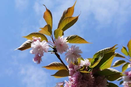 Ảnh chụp thử bằng Sony NEX 5 ảnh 6 Ảnh chụp thử bằng Sony NEX 5 ảnh 6