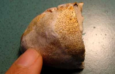 Huyền thoại về loài nấm đắt bằng vàng ròng ở Việt Nam ảnh 3