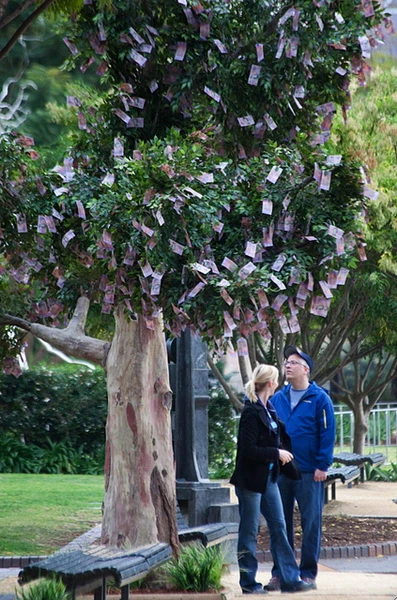 Cây "mọc" ra tiền ảnh 4