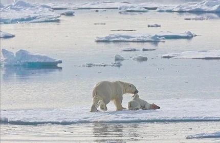 Sững sờ Gấu trắng Bắc Cực ăn thịt đồng loại ảnh 2